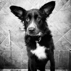 An anxious-looking black and white dog sitting in a bath